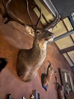 Diverse opgezette dieren/hoofden, Ophalen