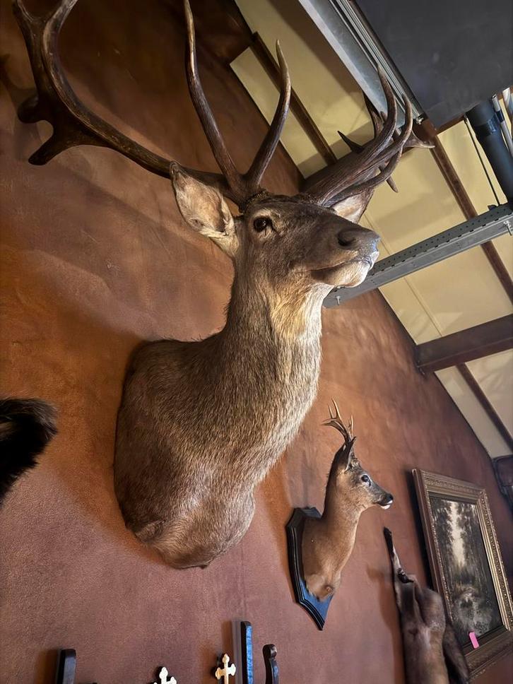 Diverse opgezette dieren/hoofden, Antiek en Kunst, Antiek | Overige Antiek, Ophalen