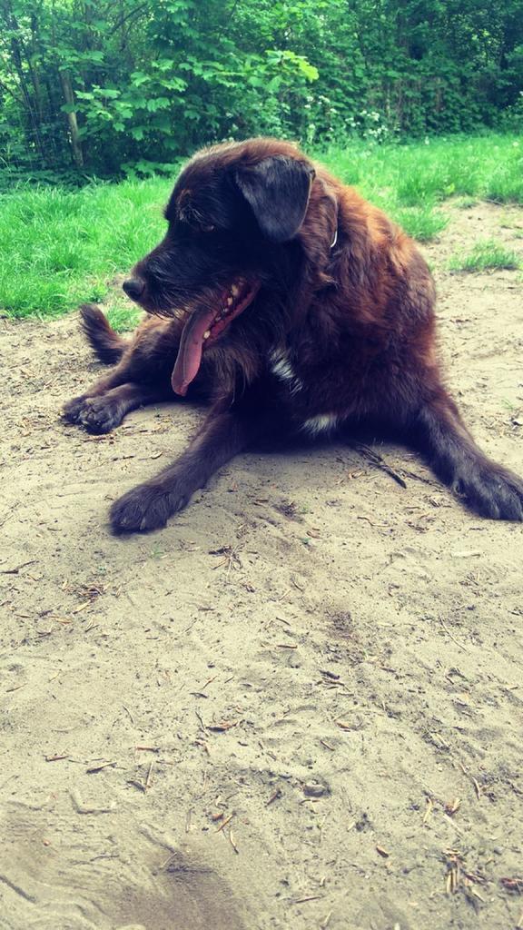 Hondenuitlaatservice, Dieren en Toebehoren, Honden-accessoires, Ophalen of Verzenden