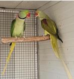 Kwk Alexanders, Dieren en Toebehoren, Vogels | Parkieten en Papegaaien, Meerdere dieren, Parkiet, Geringd