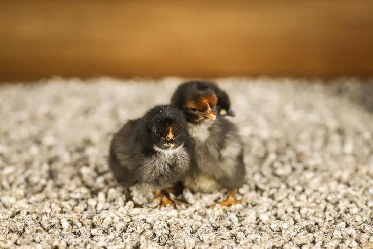 Orpington groot kippenkuikens | Gesekst en Ingeënt, Dieren en Toebehoren, Pluimvee, Kip, Vrouwelijk