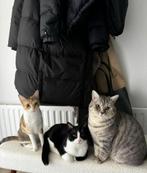 Gouden mandje gezocht 3 volwassen katten, Kater