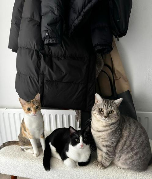 Gouden mandje gezocht 3 volwassen katten, Dieren en Toebehoren, Katten en Kittens | Raskatten | Korthaar, Kater