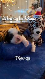 Shih tzu pups, Rabiës (hondsdolheid), Overige rassen, 8 tot 15 weken, Meerdere
