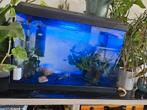 Volledig 60 liter aquarium met vissen, Dieren en Toebehoren, Vissen | Aquariumvissen, Vis