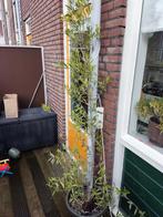 Olijfboom in pot +/- 210cm  + winterhoes!, Ophalen, Volle zon, Vaste plant, Bloeit niet