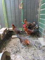 Friese Roodpel kippen, Dieren en Toebehoren, Pluimvee, Meerdere dieren, Kip