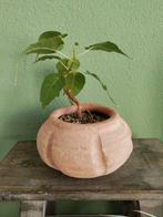 Bodhiboom Ficus Religiosa Bonsai, Huis en Inrichting, Kamerplanten, Ophalen, Ficus, Minder dan 100 cm