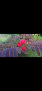 Albizia Evi's Pride / halfstam / slaapboom / nieuw ‼️‼️, Zomer, 400 cm of meer, Ophalen, Volle zon