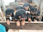 Mooie sterke pups,  Rottweiler X Berner Sennen, Dieren en Toebehoren, Honden | Bulldogs, Pinschers en Molossers, Parvo, Overige rassen