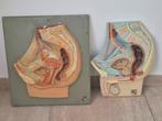 Vintage anatomie model  man vrouw bekken , geslachtsorganen, Verzenden