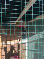 Koppel kakarikis te koop. En koppel grasparkieten, Dieren en Toebehoren, Vogels | Parkieten en Papegaaien, Meerdere dieren, Parkiet