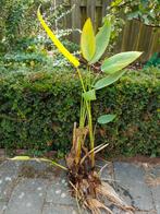 Vijverplant moerasplant thalia dealbata, Ophalen, Zomer, Vaste plant, Volle zon