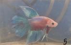 Betta man 5, Dieren en Toebehoren, Vissen | Aquariumvissen, Vis