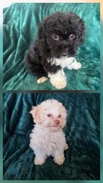 Toypoedel zusjes toy poedel, 15 weken tot 1 jaar, Overige rassen, Teef, Parvo