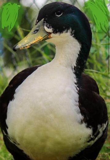 Saksische eend woerd man beschikbaar voor biedingen