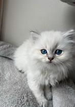 Schattige Kittens – Klaar voor een Nieuw Thuis!, Dieren en Toebehoren, Meerdere dieren