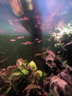 Juwel Vision 180 aquarium + kast + CO₂-set + vissen, Dieren en Toebehoren, Vissen | Aquaria en Toebehoren, Ophalen, Gevuld zoetwateraquarium