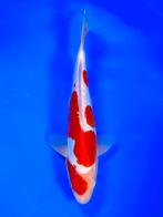 VHQ Tateshita Maruten Doitsu Kohaku 27-32cm Japanse koi, Dieren en Toebehoren, Vissen | Vijvervissen, Karper of Koi