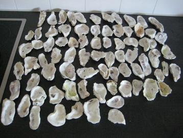 75 x mooie oesterschelpen in grove vorm (6cm t/m 10cm) beschikbaar voor biedingen