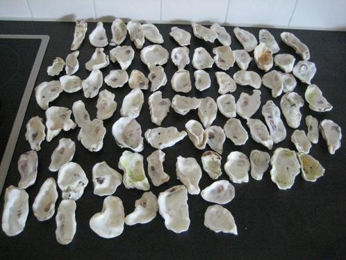 75 x mooie oesterschelpen in grove vorm (6cm t/m 10cm), Hobby en Vrije tijd, Knutselen, Nieuw, Materiaal, Ophalen of Verzenden