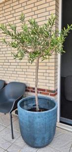 Olijfbomen 2x, Lente, 100 tot 250 cm, Olijfboom, Ophalen