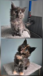 Maine coon kittens, Dieren en Toebehoren, Katten en Kittens | Raskatten | Langhaar, Meerdere dieren, Ontwormd