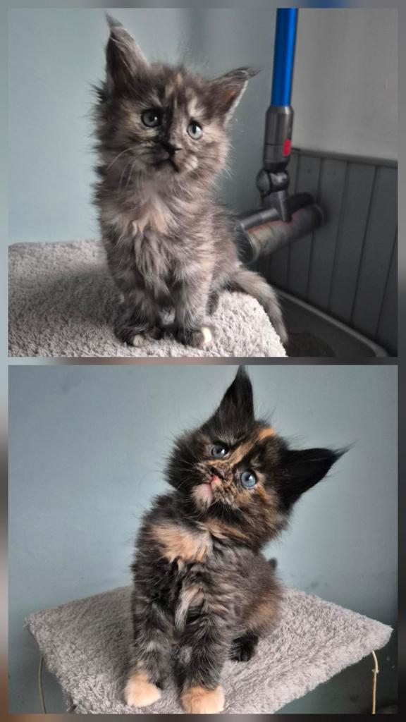 Maine coon kittens nog 2 beschikbaar, Dieren en Toebehoren, Katten en Kittens | Raskatten | Langhaar, Meerdere dieren, Ontwormd