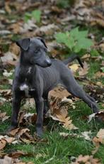 10(nog 6) WHIPPET pups, fantastisch karakter, mooi in kleur!, Dieren en Toebehoren, Nederland, Whippet, CDV (hondenziekte), 8 tot 15 weken