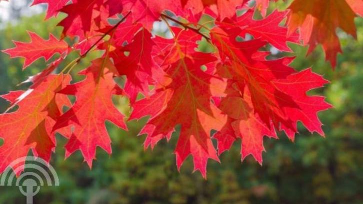 Quercus rubra Amerikaanse eik rode herfstkleur, Tuin en Terras, Planten | Bomen, Overige soorten, Volle zon, Lente, Ophalen of Verzenden