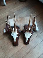 Gewei set van 2 forse echte reegeweitjes, Ophalen of Verzenden