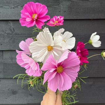 Cosmea 'sensation mix' - 50 zaden (cosmos bipinnatus) beschikbaar voor biedingen