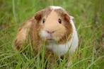 Wilgentakken gezocht, Dieren en Toebehoren, Meerdere dieren, Cavia, Tam