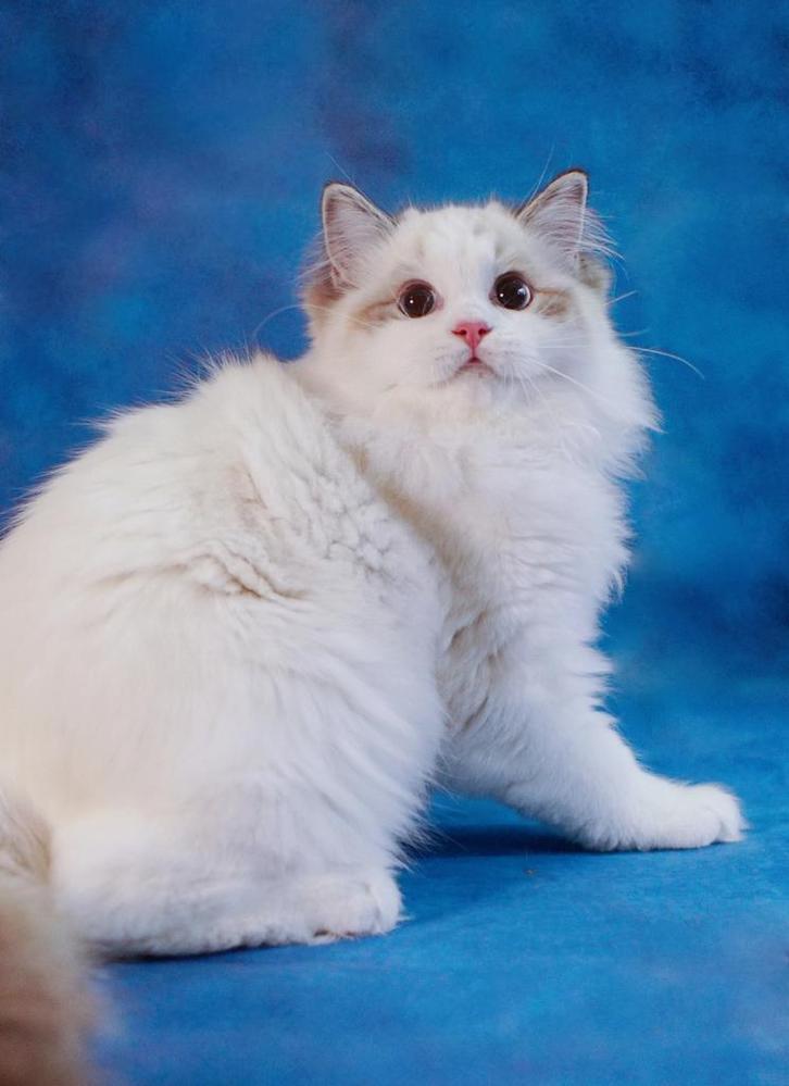 Seal (lynx) bicolor ragdoll kittens met stamboom, Dieren en Toebehoren, Katten en Kittens | Raskatten | Langhaar, Meerdere dieren