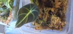 Alocasia black velvet, Huis en Inrichting, Kamerplanten, Ophalen of Verzenden, Halfschaduw, Minder dan 100 cm