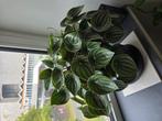 Peperomia watermeloen, Overige soorten, Ophalen of Verzenden, In pot, Minder dan 100 cm