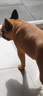 Franse bulldog teef, Dieren en Toebehoren, Honden | Bulldogs, Pinschers en Molossers, Teef, Bulldog, Eén hond, 3 tot 5 jaar