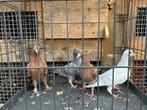 4 jonge kleur postduiven te koop., Meerdere dieren, Postduif