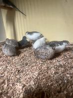 Chinese dwergkwartel hennen, Dieren en Toebehoren, Vogels | Duiven, Vrouwelijk, Overige soorten