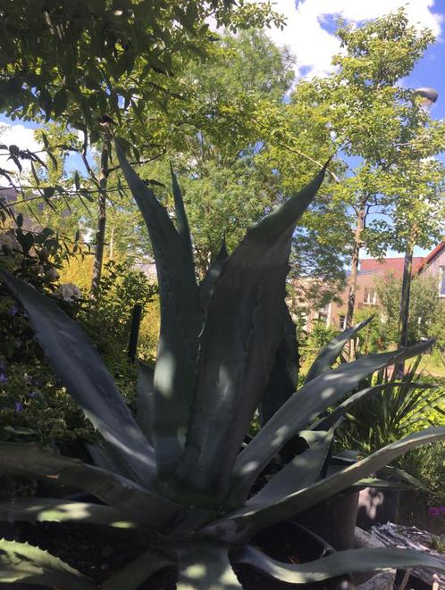 Grote BIO blauwe Agave Americana pot winterhard terrasplant, Tuin en Terras, Planten | Tuinplanten, Vaste plant, Overige soorten