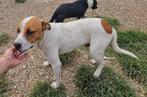 Oscar zoekt baasje, Dieren en Toebehoren, Honden | Niet-rashonden, Particulier, Middel, Buitenland, 1 tot 2 jaar