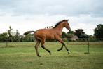 Te koop: prachtig hengstveulen van One Million x SanRemo, Dieren en Toebehoren, Paarden, Minder dan 160 cm, Niet van toepassing