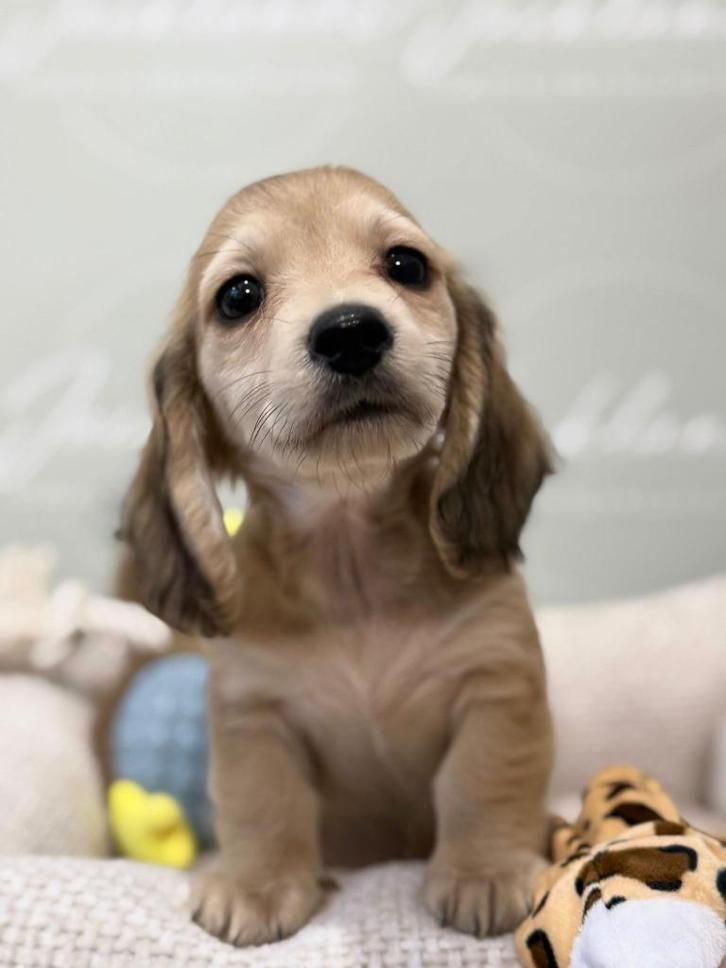 super knap shaded creme, creme based choco piebald teckel, Dieren en Toebehoren, Honden | Teckels en Dashonden, Meerdere dieren