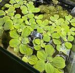 Watersla drijfplant / Pistia Stratiotes - aquarium, Dieren en Toebehoren, Vissen | Aquaria en Toebehoren, Plant(en), Steen of Hout