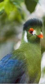 Witwang toerako 2025, Dieren en Toebehoren, Geslacht onbekend