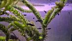 Black Molly visjes te koop., Dieren en Toebehoren, Vissen | Aquariumvissen, Vis