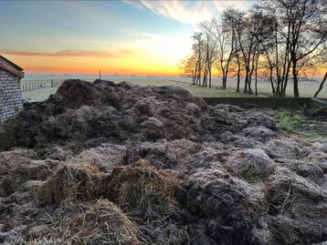 Vaste koeien stalmest  stromest voor over de tuin of land 