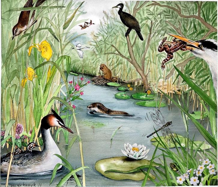 Orginele illustratie 1986 van Guusje Kaayk, Antiek en Kunst, Kunst | Tekeningen en Foto's, Ophalen of Verzenden