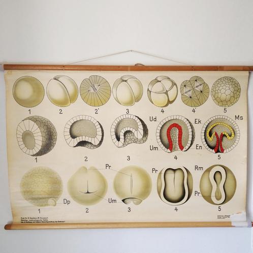 Schoolplaat Celdeling en de vorming van het embryo I – 1928, Antiek en Kunst, Antiek | Schoolplaten, Natuur en Biologie, Ophalen of Verzenden