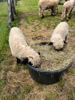 2 walliser schwarznase rammetjes te koop, Dieren en Toebehoren, Mannelijk, Schaap